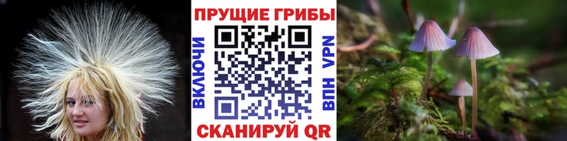 хочу   Железногорск  Псилоцибиновые грибы прущие грибы 